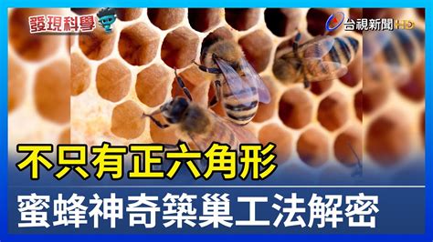 蜜蜂怎麼築巢 吸財氣